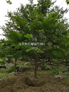 15公分精品鸡爪槭-高度4.5米-冠幅4米-价格5800元苗圃新货